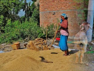 Népal les villages de Bungmati et de Khokana