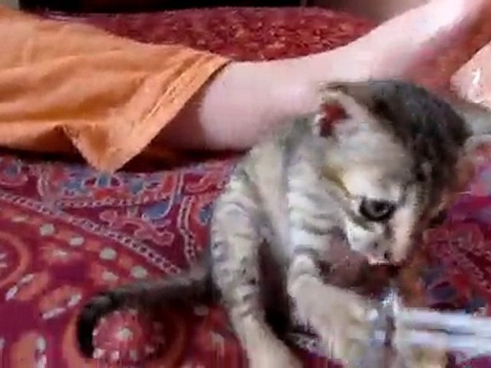 simba , le chat de Babadji et Brigitte