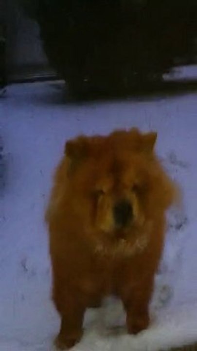 douchka premiere neige  lesamedi 27 novembre  2010