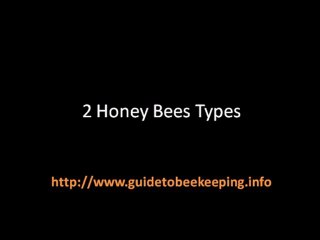 First Lessons in Beekeeping - Do You Know This Information?