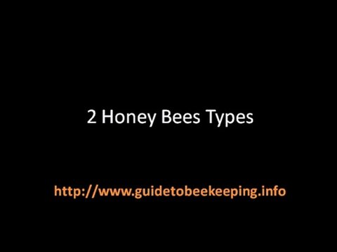 First Lessons in Beekeeping - Do You Know This Information?