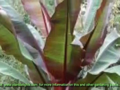 How to Care For Ornamental Bananas - Musella 2