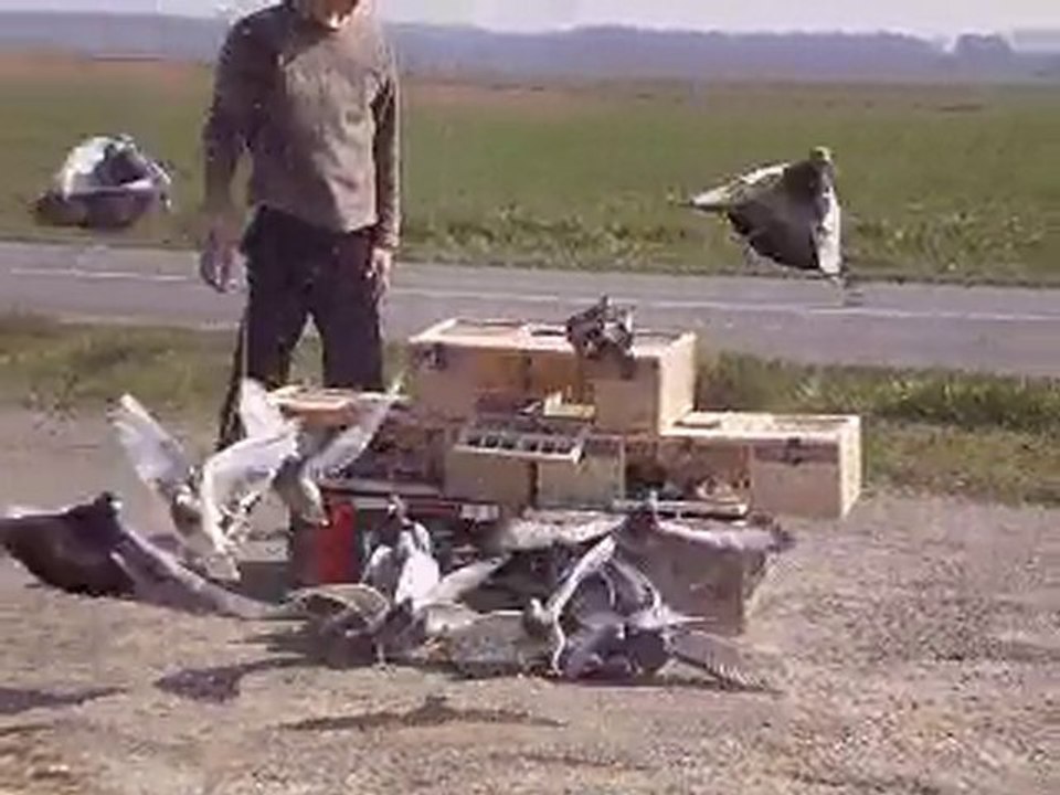 entrainement pigeon