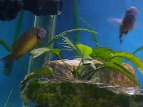 Tropheus Moorii İlangi