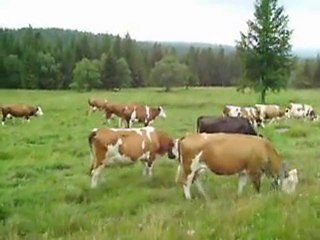 vosges 14