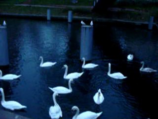Le Lac des signes 2