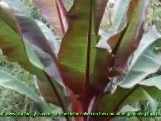 Ornamental Banana Morphology - Flowers of Ensete
