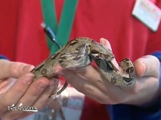 Ils dérobent 8 reptiles dans une animalerie! (Essonne)