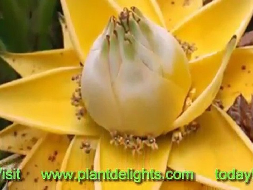 Species of Banana Plants - Musella lasiocarpa