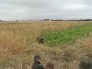Fils Stan "Crumble"  Fields Camargues octobre 2010