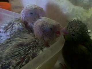 Petit touis et oisillons calopsittes