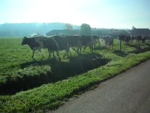 Les vaches