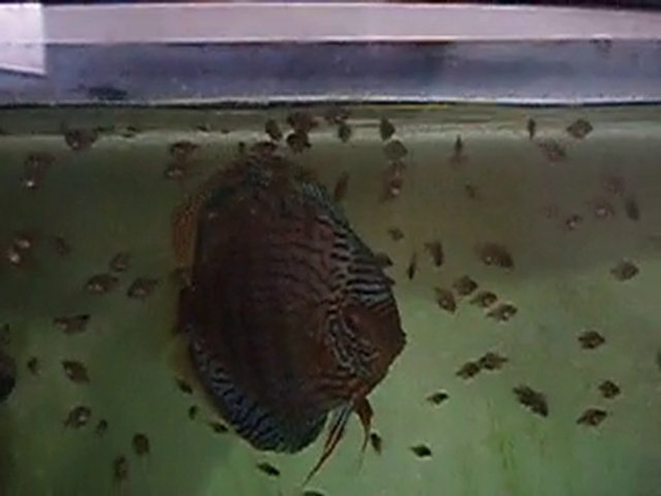 red turkuaz yavrular