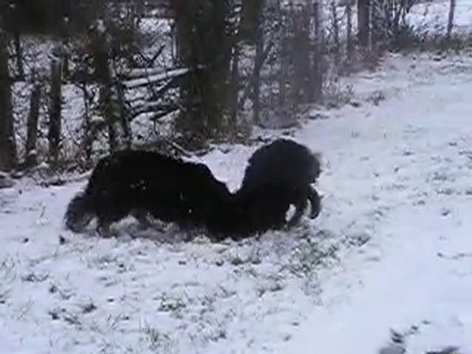 Boann et Pouchka dans la neige