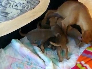 suite bébé Russkiy Toy