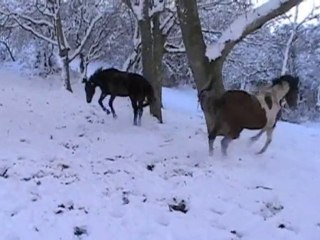 Neige aux Pieux: Chevaux joyeux