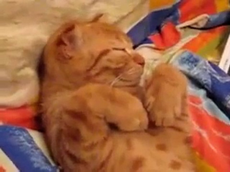 sleeping cat