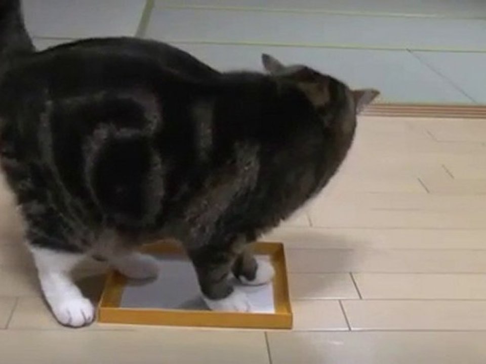 small box for Maru the cat