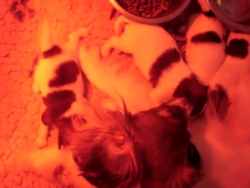 Chiots épagneul nain continental phalène au casse croute