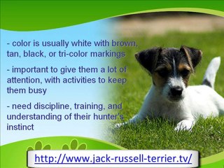 The Amazing Jack Russell Terrier