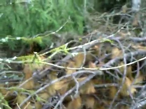 Sortie du 20 Novembre 2010 => Rapproché (2)