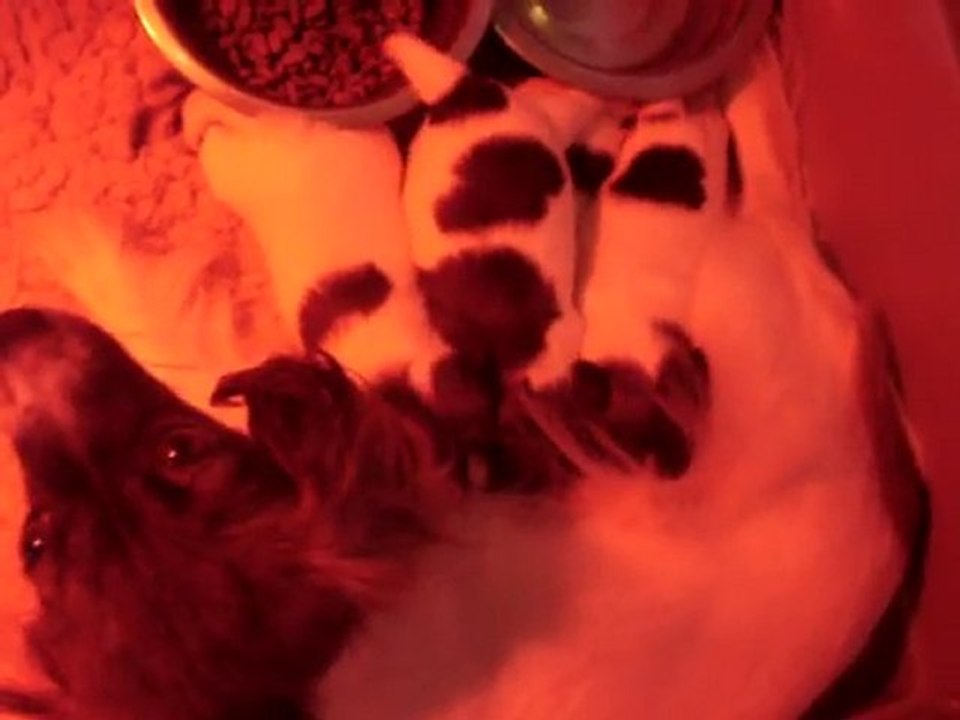 Chiots épagneul nain continental phalène au casse croute