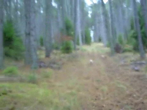 Sortie du 20 Novembre 2010 => Rapproché (5)