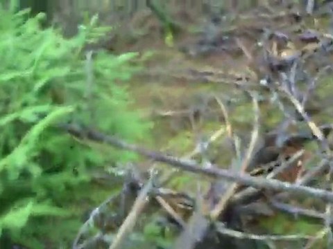 Sortie du 20 Novembre 2010 => Rapproché (6)