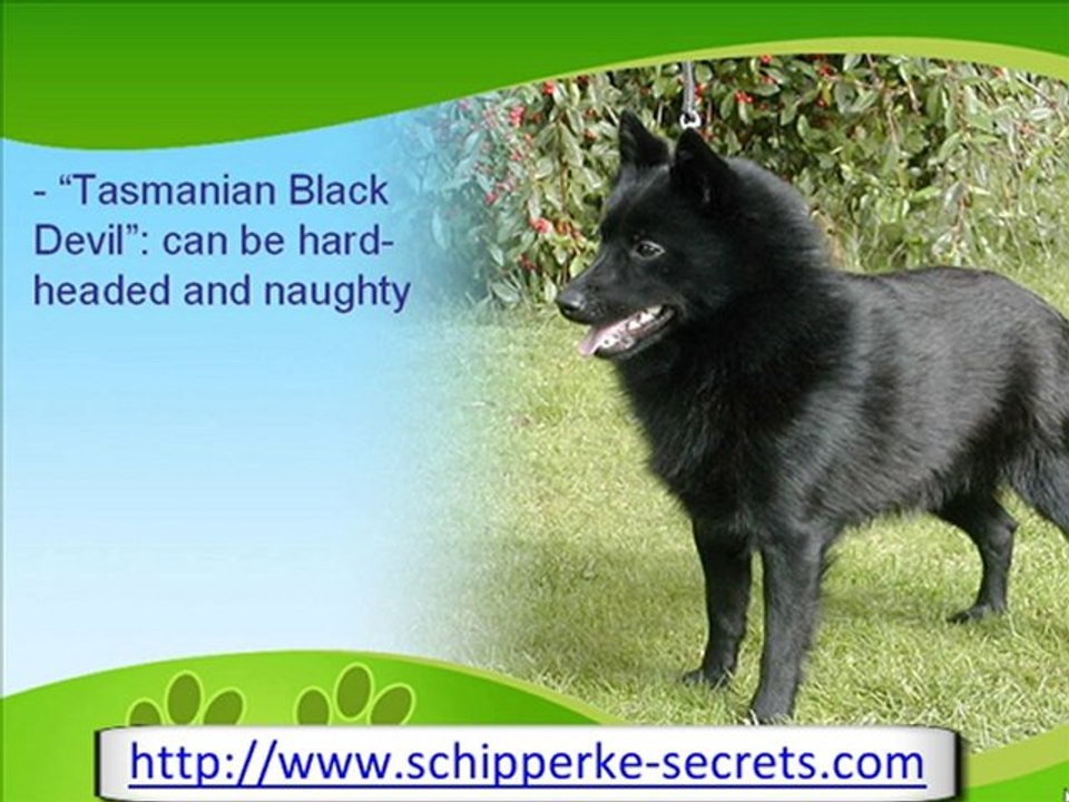 The Sailor's Schipperke