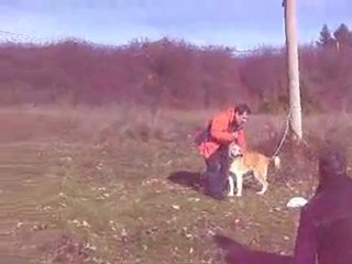 cachorras de 5 meses aborigenes debrandomil
