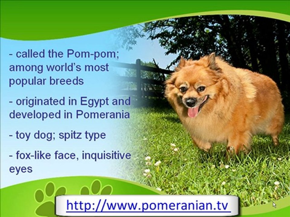 Pomeranian History and Information