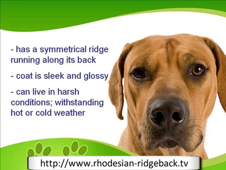The Courageous Rhodesian Ridgeback