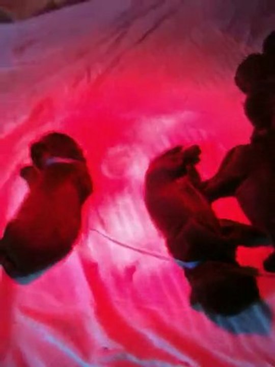 chiots dixie de l'élevage de VALOYAN 29.11.2010