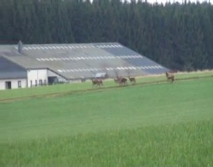 Sur le domaine agricole: des nombreux cervidés.