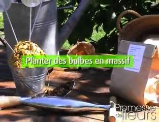 Bulbes à fleurs - Bien planter les bulbes sans se fatiguer