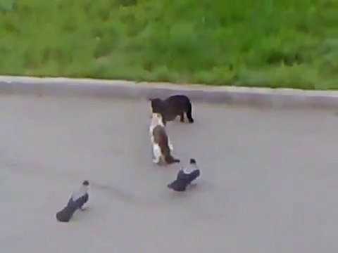 Une bagarre générale entre chats et corbeaux