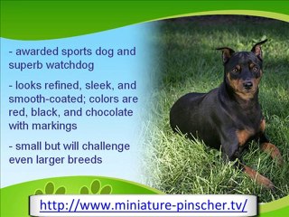 The Miniature Pinscher or Min Pin