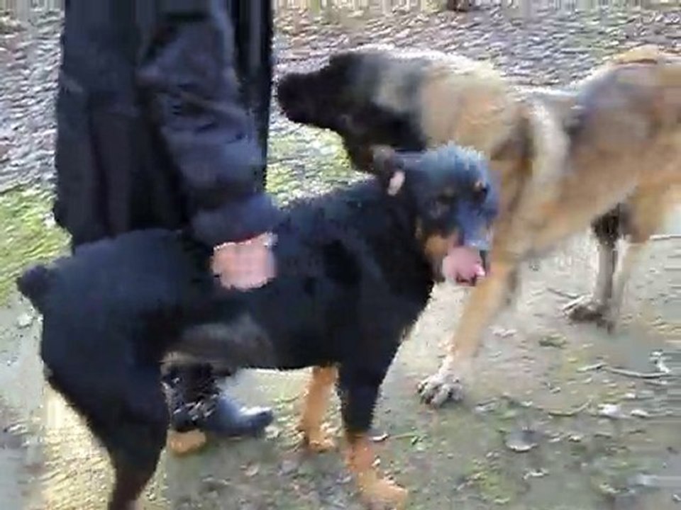 29 11 2010 a st rambert d'albon 014