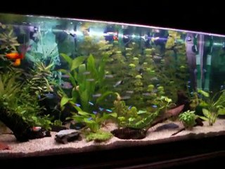 mon bac de 200 litres est ses habitans est oui y as dumonde