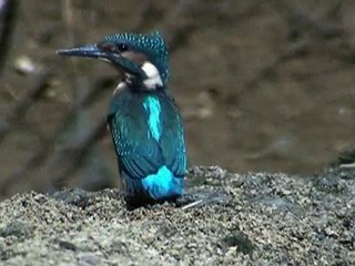 Martins-pêcheurs en couple (seconde partie)