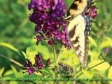 Butterfly Bush Plant Morphology - Fruit