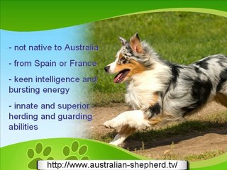 The Lively Australian Shepherd