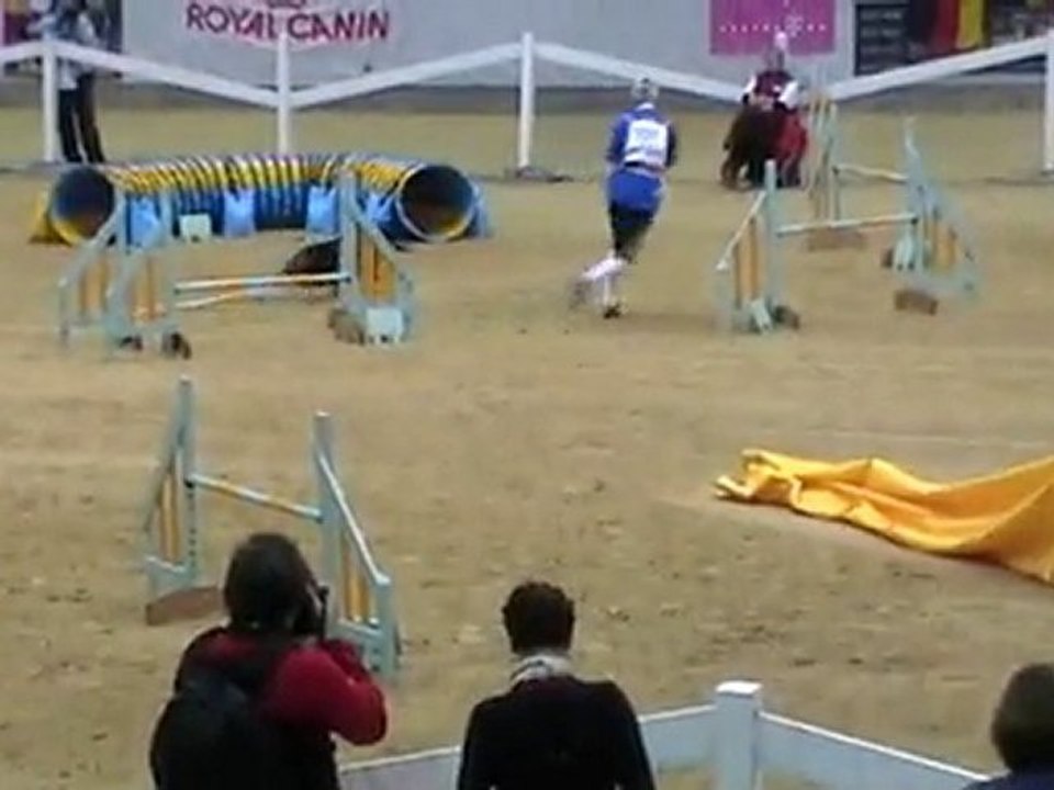 Berger australien japonais - Rieden - Jumping / équipe