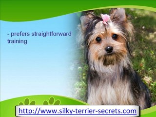 The Silky Terrier