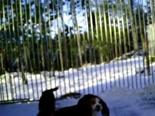 Chiots au chenil, Feline & Farouche, Fangio & Fakir