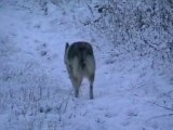 Ebène se promène dans la neige