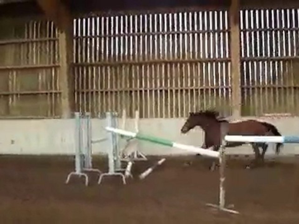 A VENDRE  pouliche par Flipper 4 ans, premiers sauts