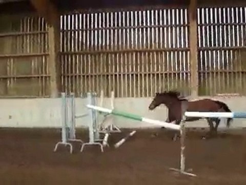 A VENDRE pouliche par Flipper 4 ans, premiers sauts