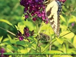 Butterfly Bush Cultivars - Buddleia Golden Crown
