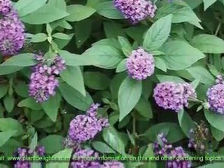 Dwarf Butterfly Bush Cultivars - Buddleia Blue Chip